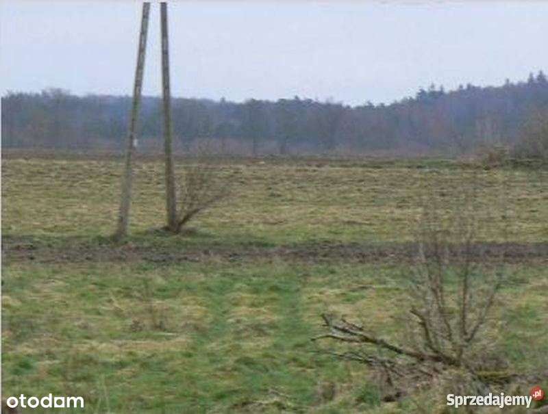 Działka rolna 1,17 ha . Puszcza . Las . Spokój . - Pełny obrazek: 4/12