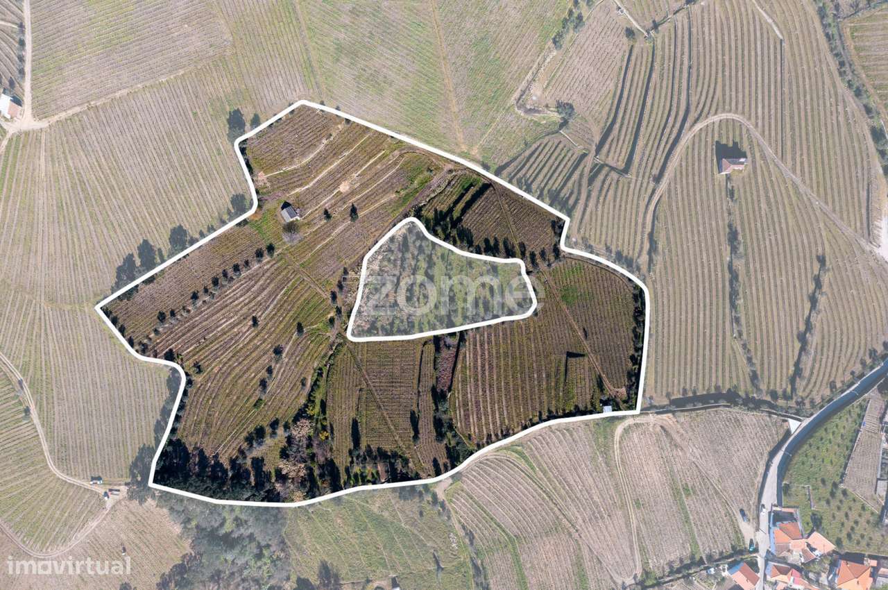 Quinta na Régua para produção vinícola - Grande imagem: 2/20