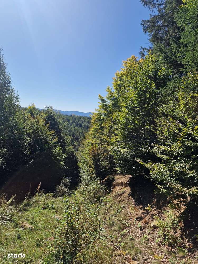 Vindem teren forestier 44165 mp Doabra - Bucovina - Imagine principală: 5/9
