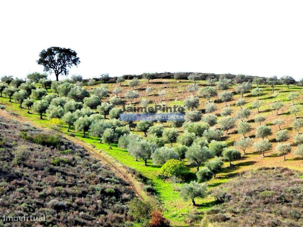 TERRENO AGRÍCOLA 104.000m2 para plantações novas. Portugal, ALFÂNDE...-5