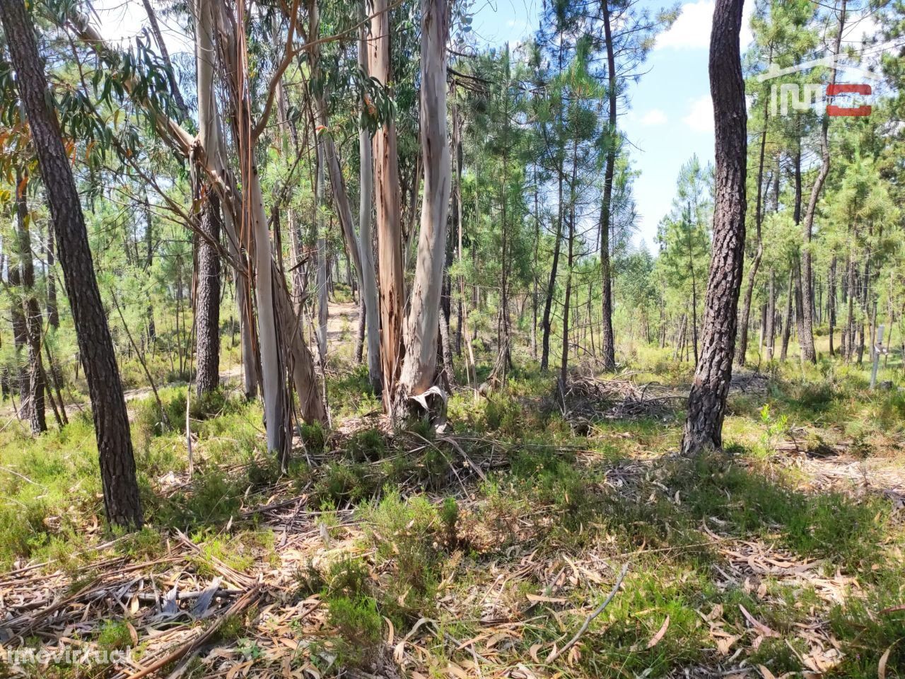 Terreno de charneca, com alguns pinheiros e eucaliptos.