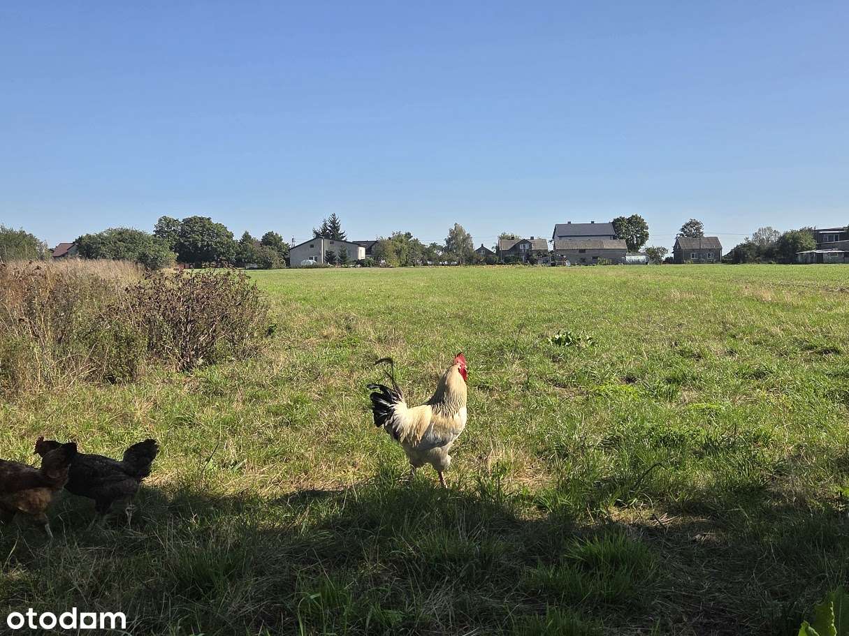 Działka 5500 m2  z domem do rozbiórki z czerwonej cegły-6