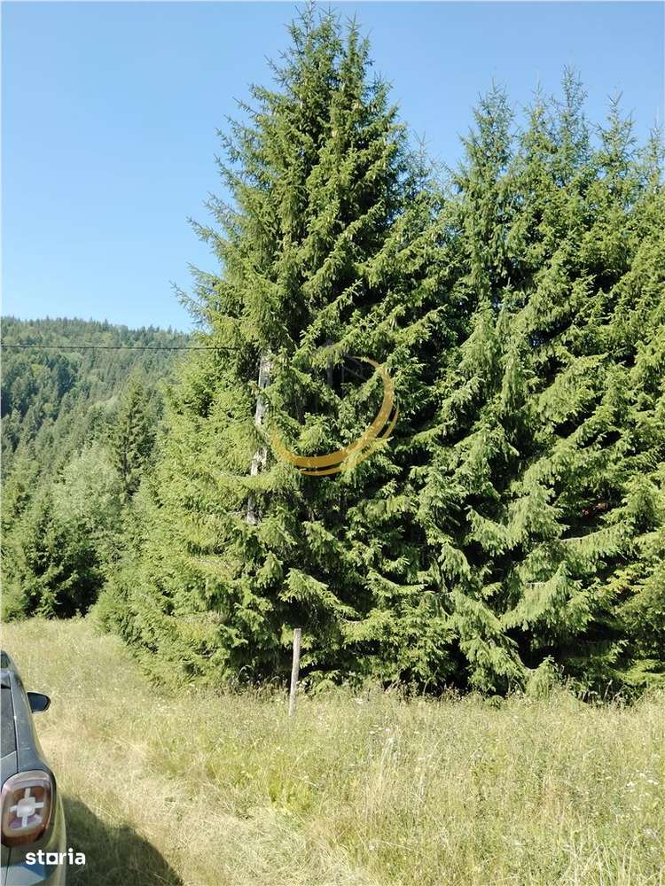 Teren de vanzare pt cabana pe Valea Ilvei - Imagine principală: 4/20