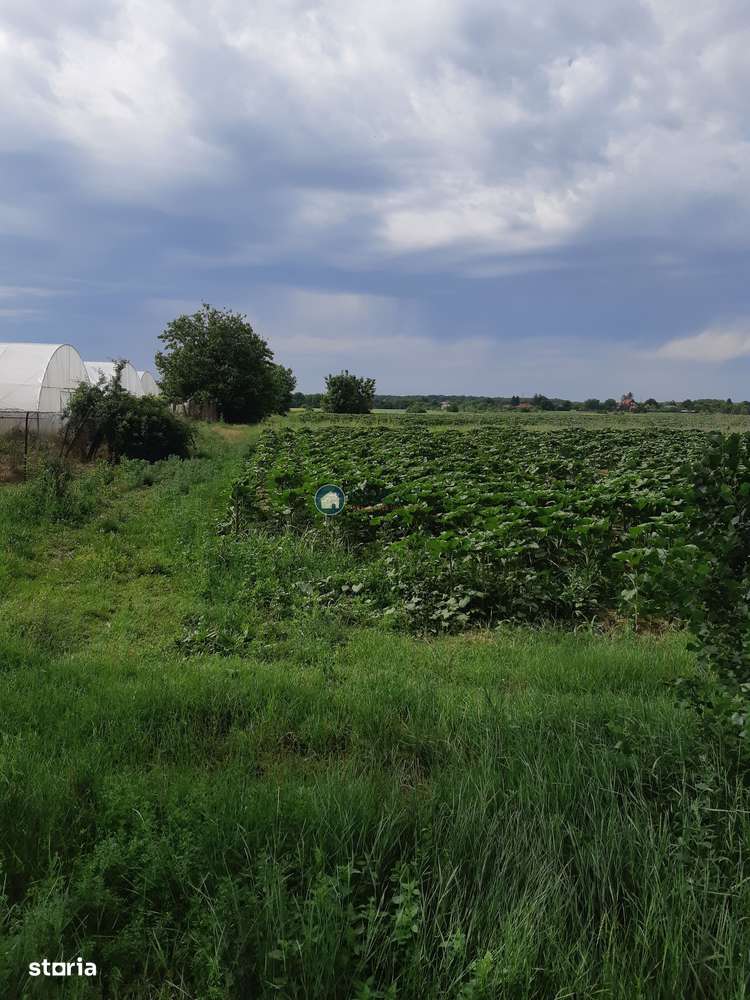 Teren Silistea Snagovului 10.000 mp intravilan+extravilan-1