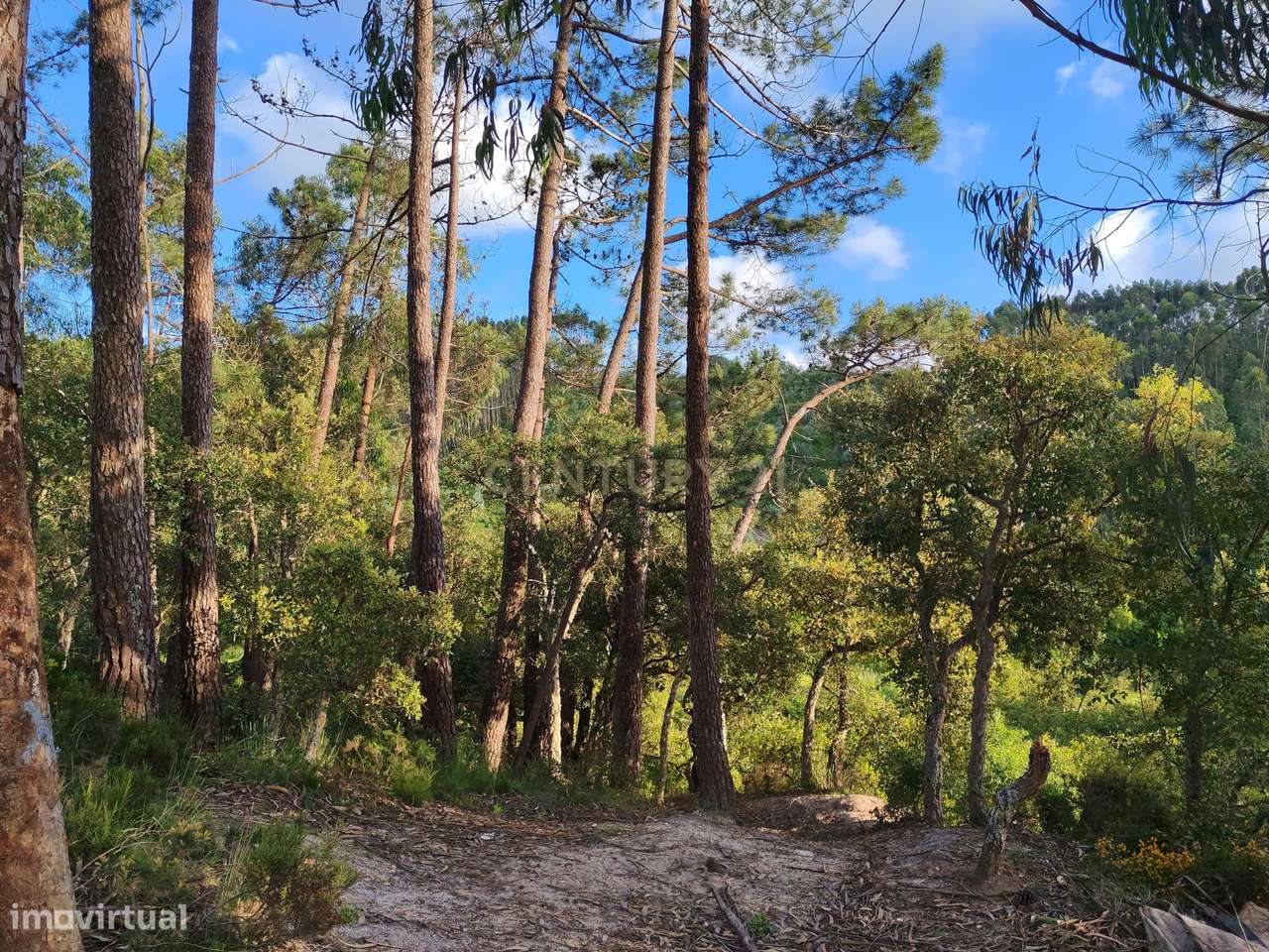 Terreno com Limoeiros | Chanca - Mafra - Grande imagem: 5/7