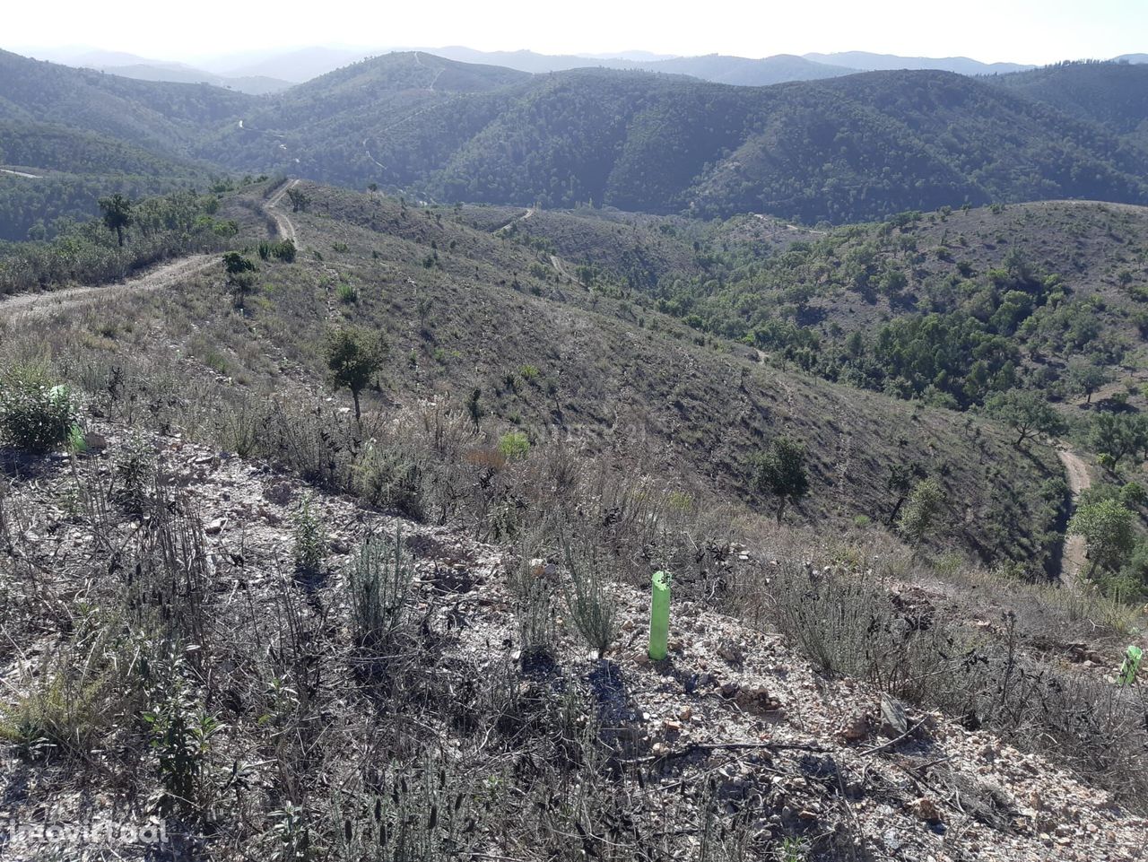 Terreno de 10Hetares com sobreiros.