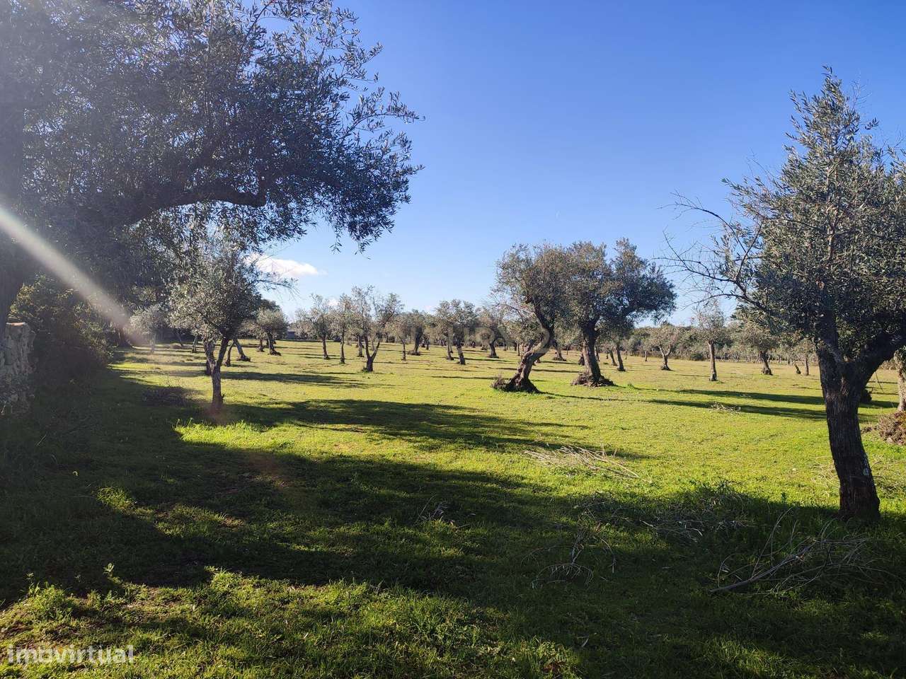 Terreno com olival tradicional | Póvoa de Rio de Moinhos, Castelo Bran - Grande imagem: 4/7