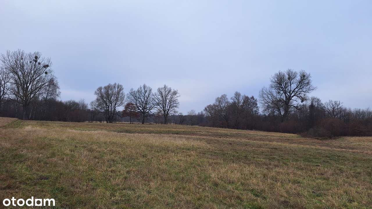 Kompleks 3 działek koło Stargardu - Pełny obrazek: 5/7