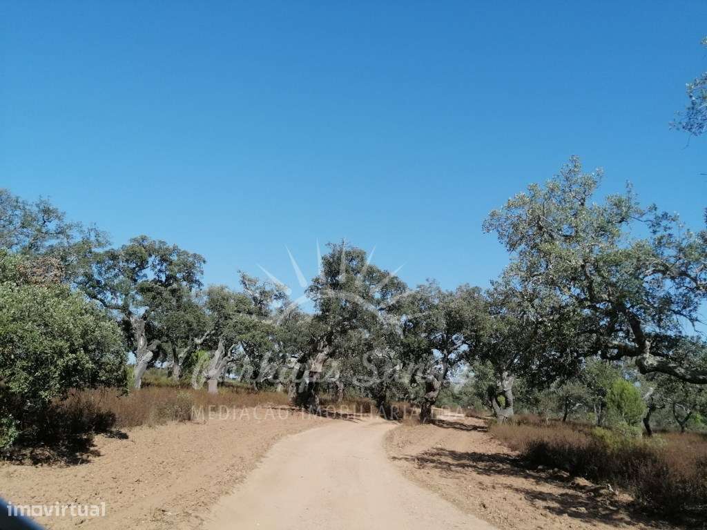 Terreno Rústico - Grândola - Grande imagem: 5/8