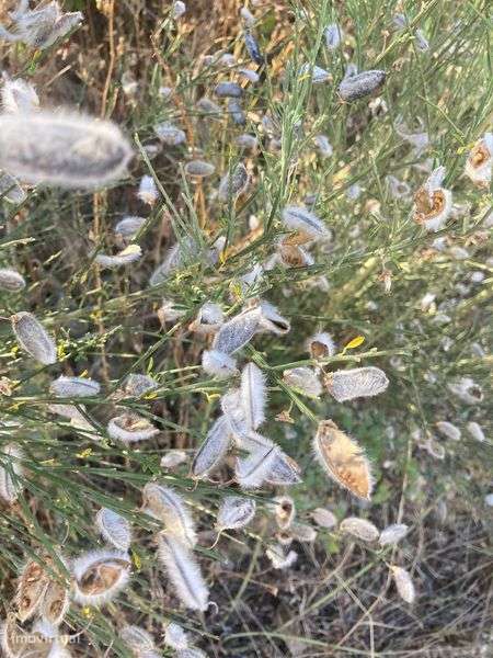 terreno com casa em ruina, Infesta, celorico da basto - Grande imagem: 5/8