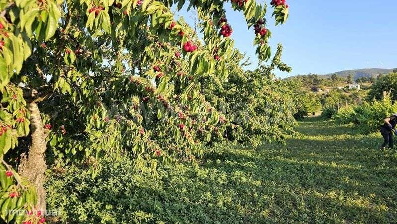 Quintinha / Fundão, Castelejo - Grande imagem: 4/7