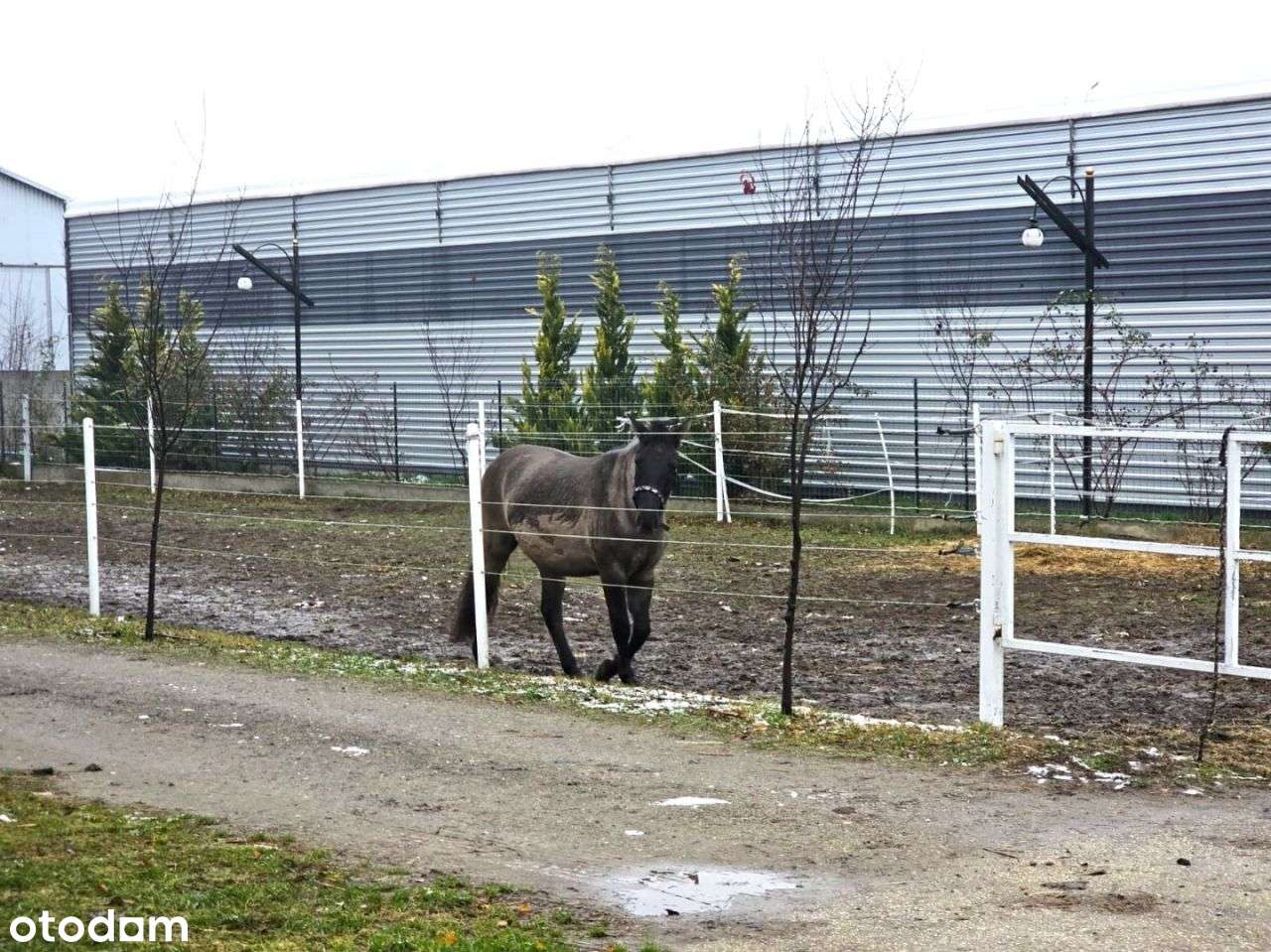 Dochodowa stajnia położona w okolicy Strykowa-5