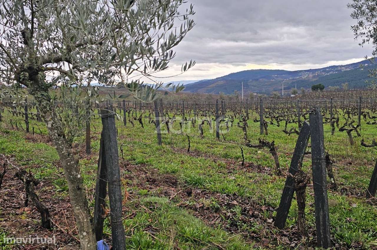 Terreno Agrícola – 22.800 m² – Vilar de Maçada, Alijó-12