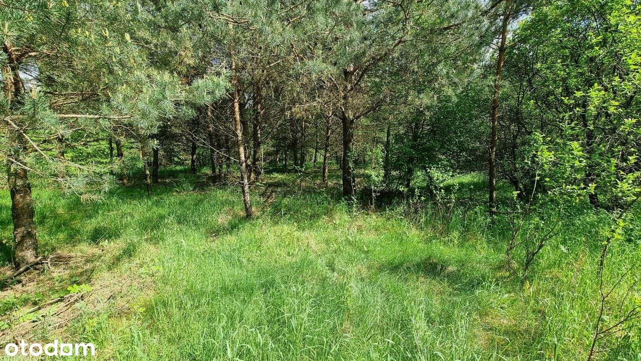 Sprzedam dom w lesie - Pełny obrazek: 5/17