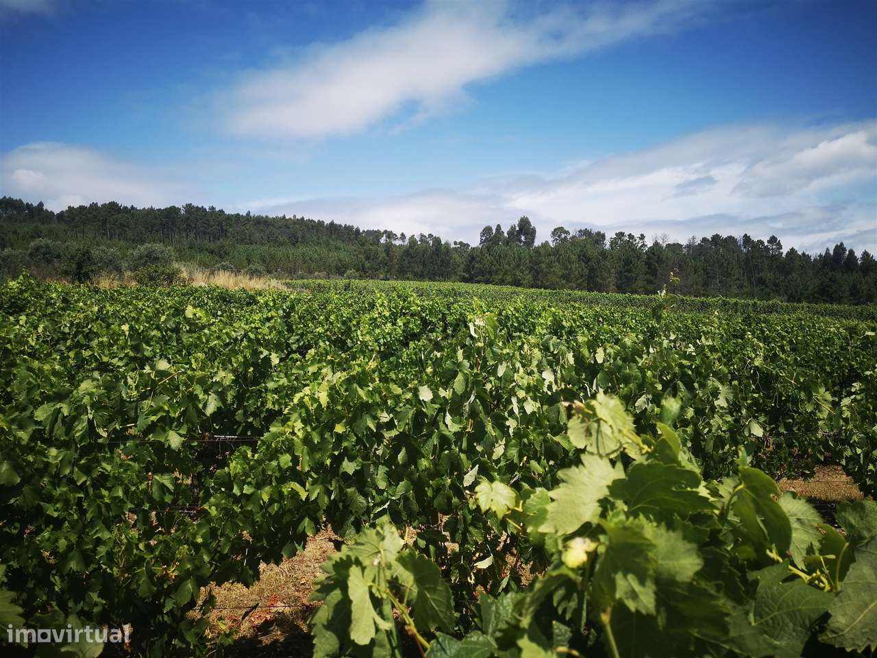 Quinta Agrícola em Campina, Penalva do Castelo - Grande imagem: 5/43