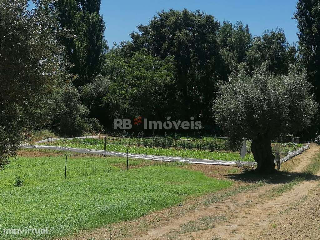 Terreno rústico com poço - Cem Soldos, Tomar - Grande imagem: 3/5