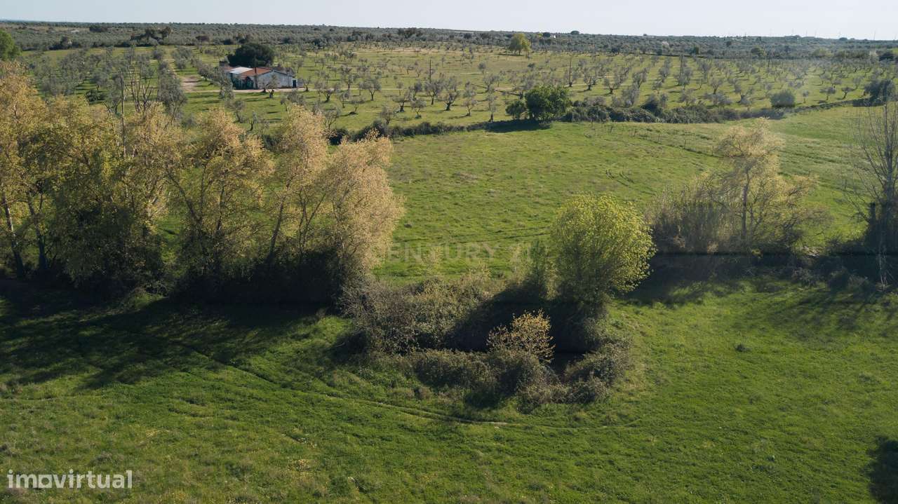 Terreno Mourão - Alentejo-8
