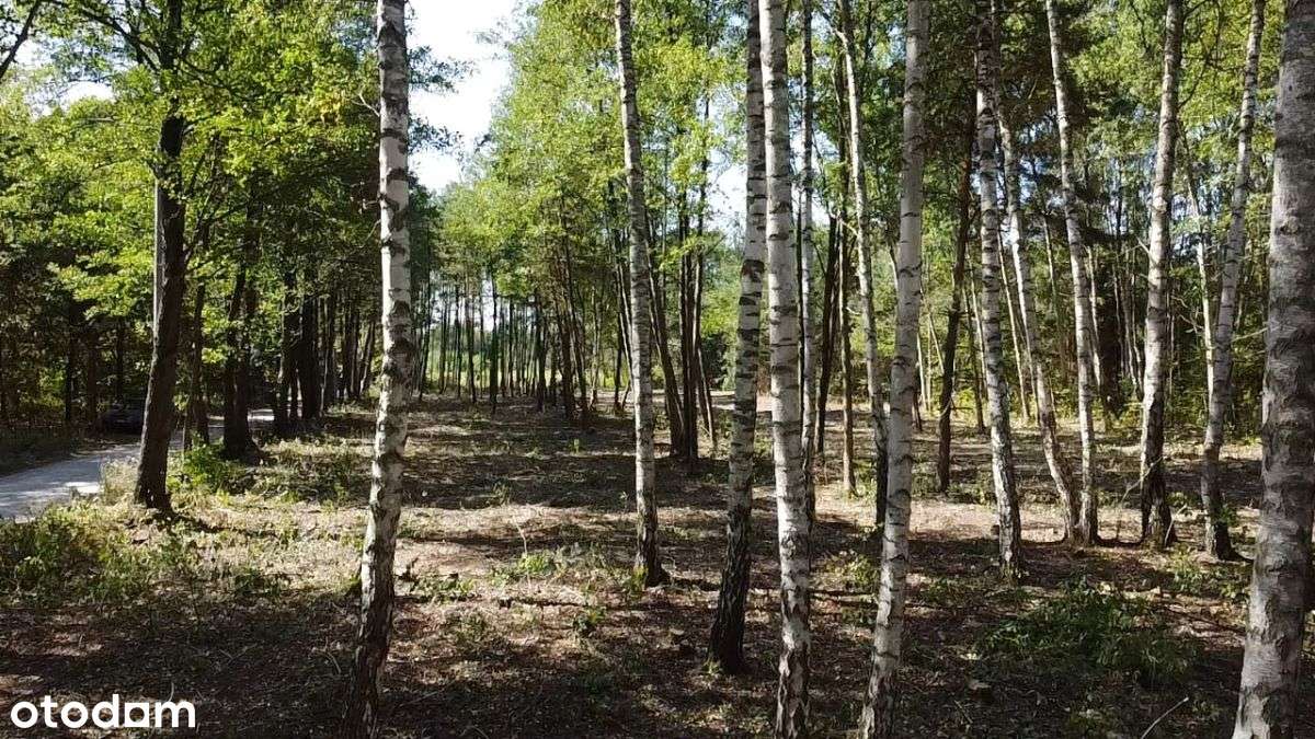 Działki budowlane w otoczeniu drzew-5
