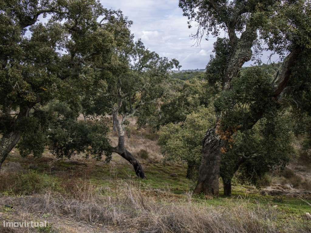 ** Fantástico Monte Alentejano com 50.000m2 Próximo a Maravilhosa C...-12
