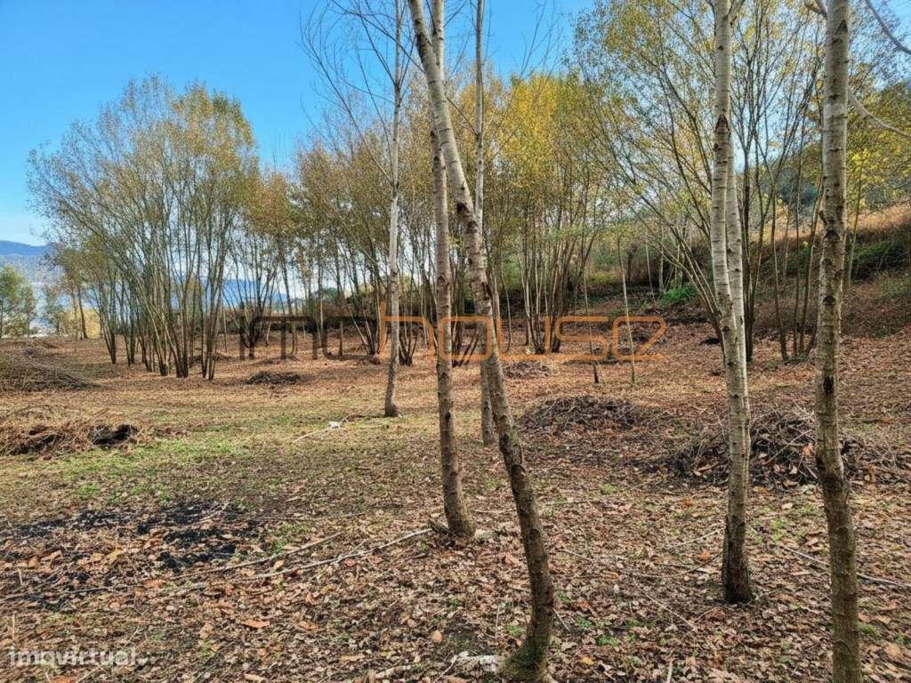 Quinta com Ribeiro e casa para restaurar - Terreno de cultivo-12