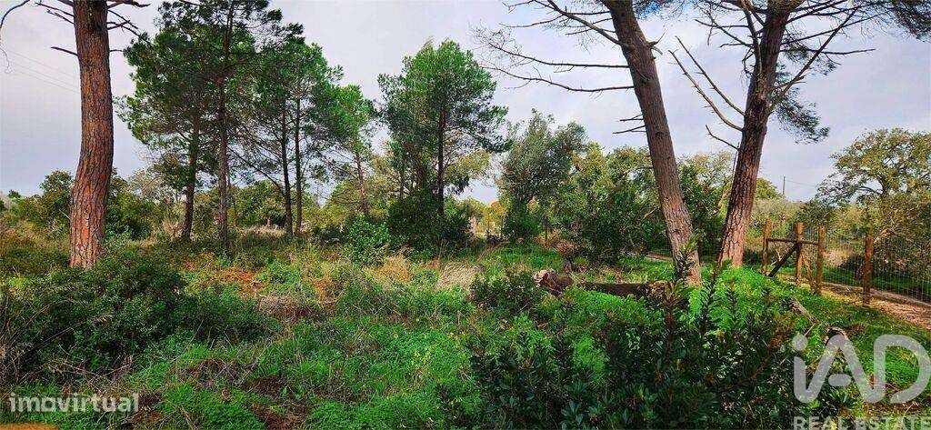 Terreno Agrícola em Bensafrim e Barão de São João - Grande imagem: 4/19