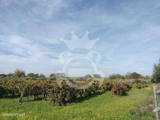 Terreno com vinha inserido dentro do regadio de Reguengos - Grande imagem: 2/12