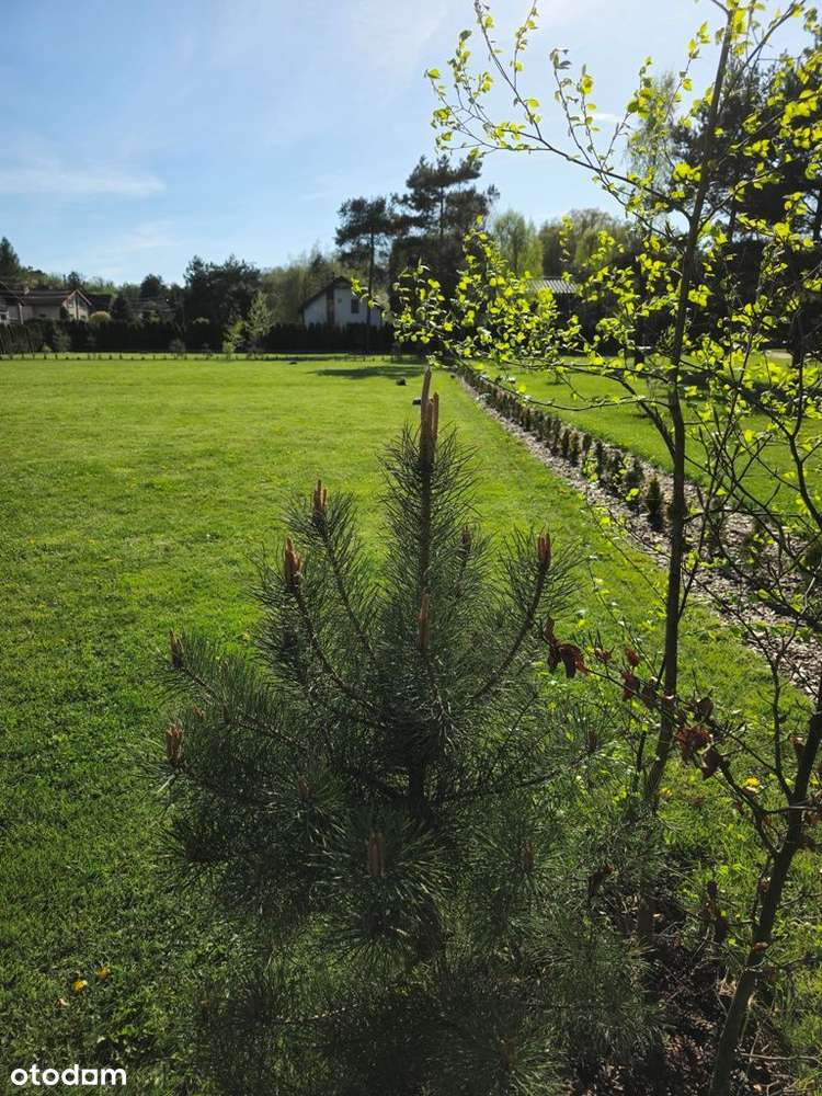 słoneczna działka bez smogu obok lasu - Pełny obrazek: 5/11