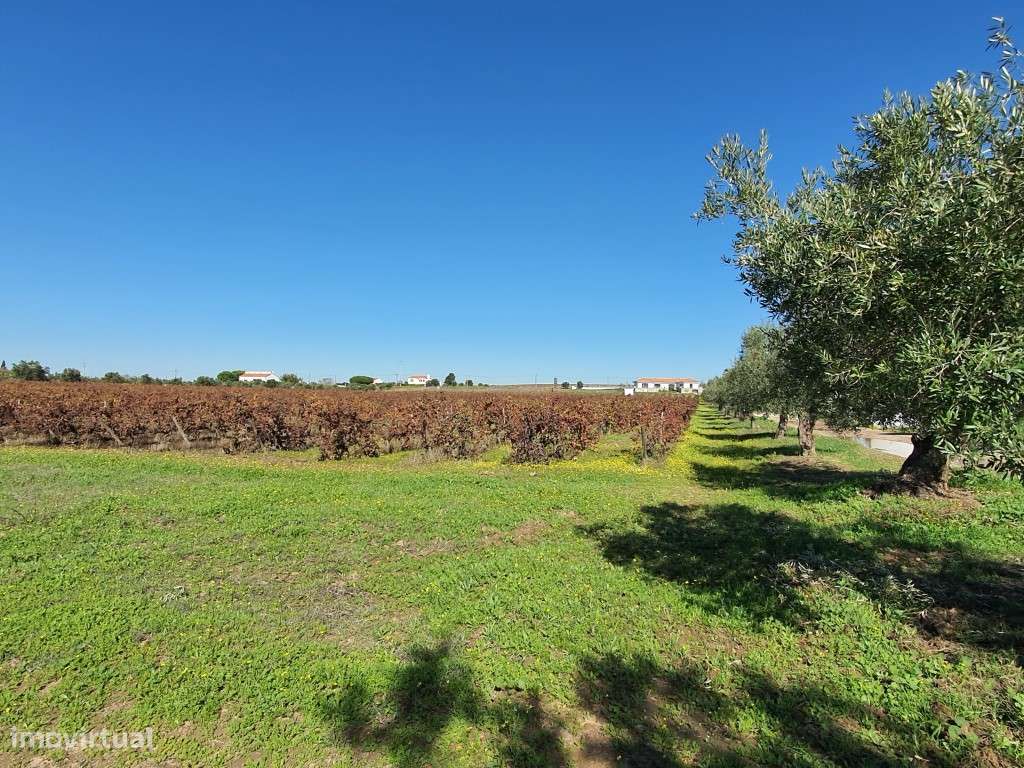 Terreno com 3,6 ha de vinha em Reguengos de Monsaraz - Grande imagem: 4/9