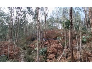 Mata / Pinhal em Póvoa de Lanhoso - Grande imagem: 3/4