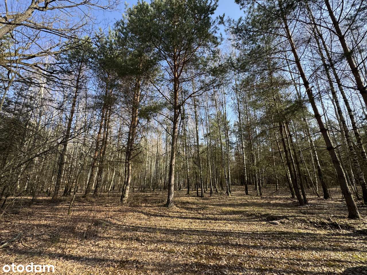 Wyjątkowa oferta! Działka z pozwoleniem na budowę zagrodową!-7