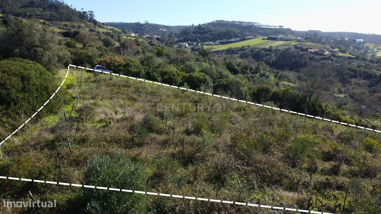 Terreno Agrícola com Vinha 4562 m² – Chanca, Sobral da Abelheira - Grande imagem: 4/8