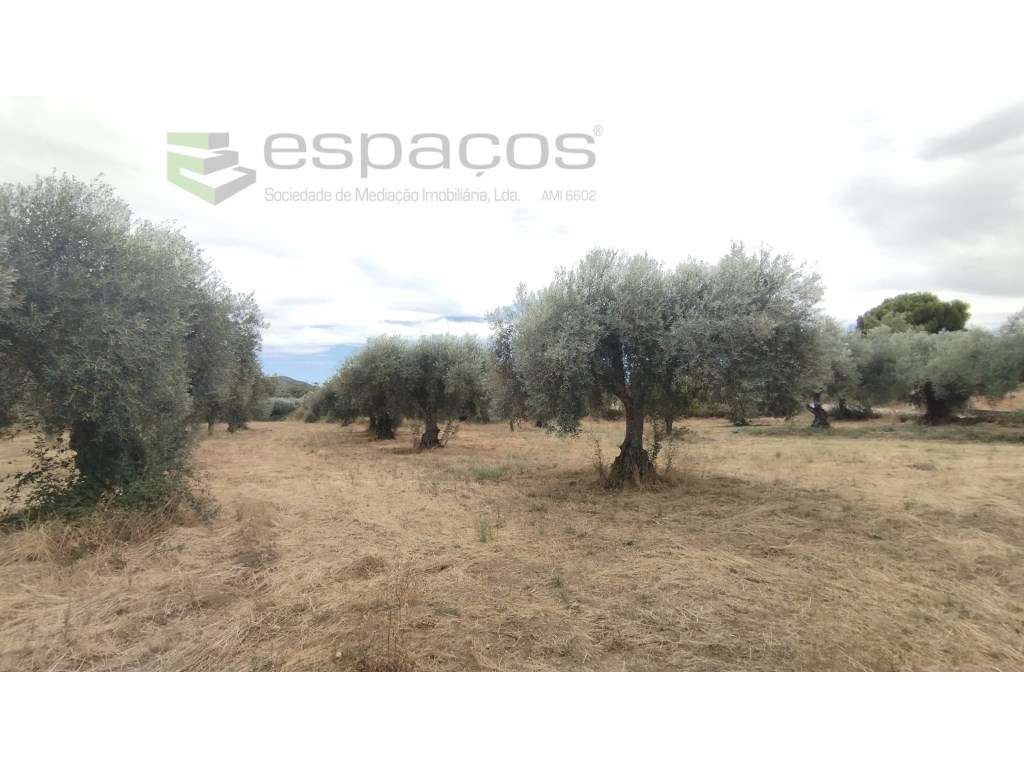 Terreno com olival - Grande imagem: 5/11
