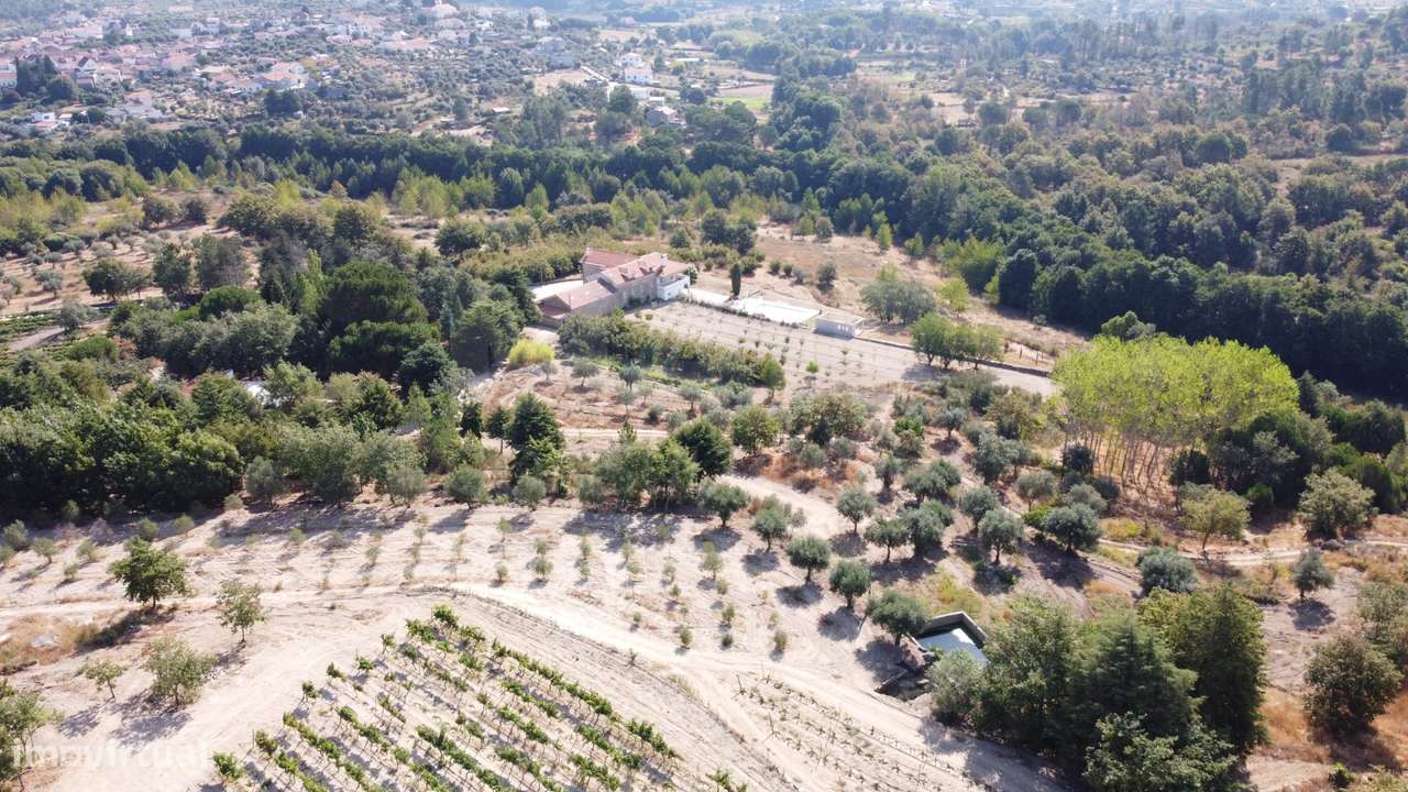 Quinta com 25–27 ha, vinha em produção, olival e piscina – Serra da... - Grande imagem: 4/8