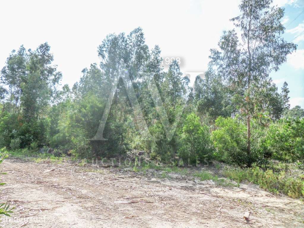 Terreno rústico - Carvoeiros, Sta. Eufémia - LEIRIA | LEILÃO ELECTR... - Grande imagem: 3/3