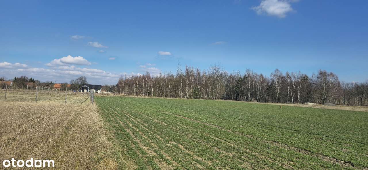 Działka z bezterminowymi warunkami zabudowy, doskonała inwestycja - Pełny obrazek: 3/12