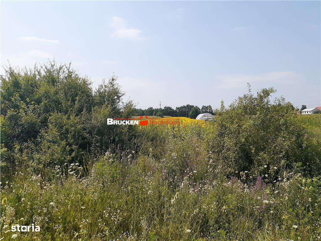 TEREN INTRAVILAN | CHIRIBIS - Imagine principală: 4/5