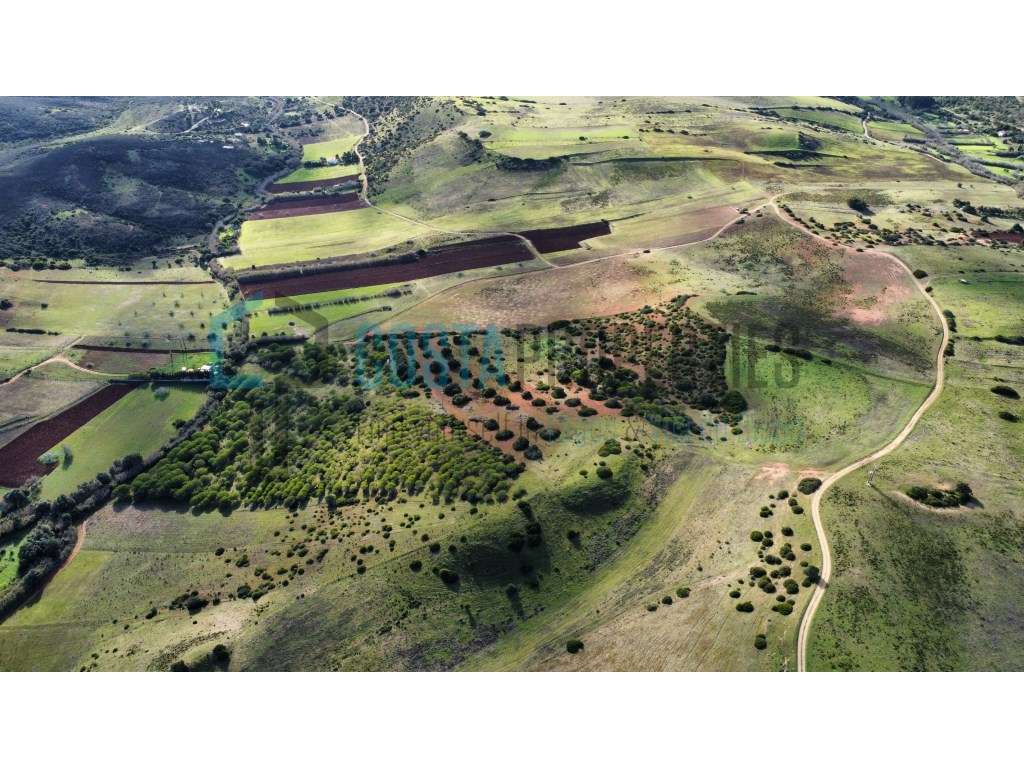 Terreno Rústico com Plantação de Pinheiros na Raposeira - Grande imagem: 2/24