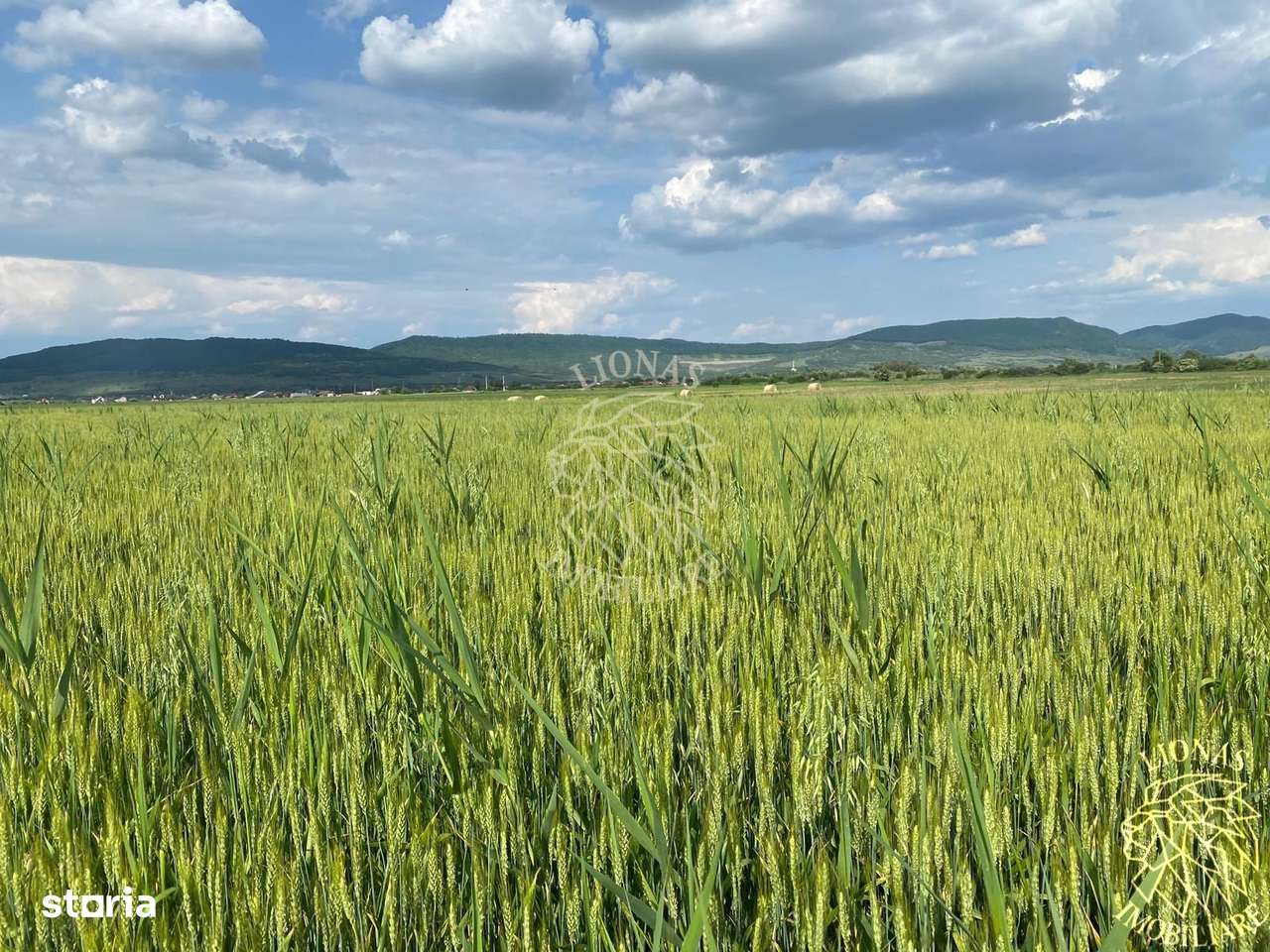 Teren -4.300 mp - Arabil - Chintelnic - Imagine principală: 2/7