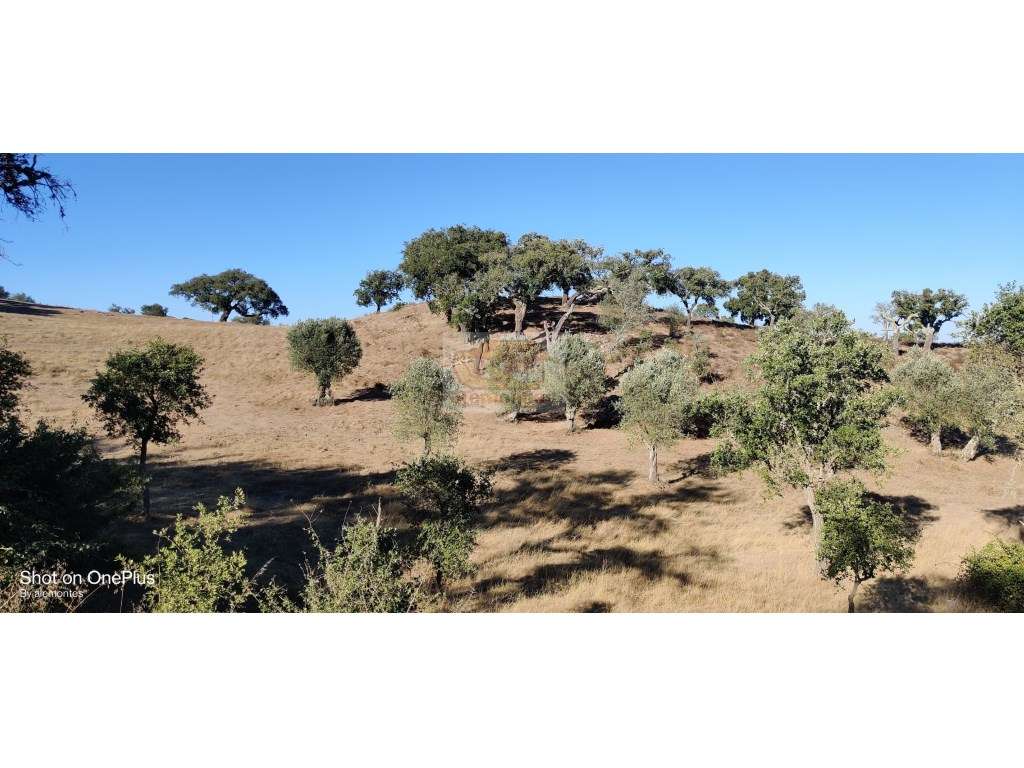 Monte alentejano com 6 ha e ruína para reabilitar a 8 km de Melides... - Grande imagem: 3/10