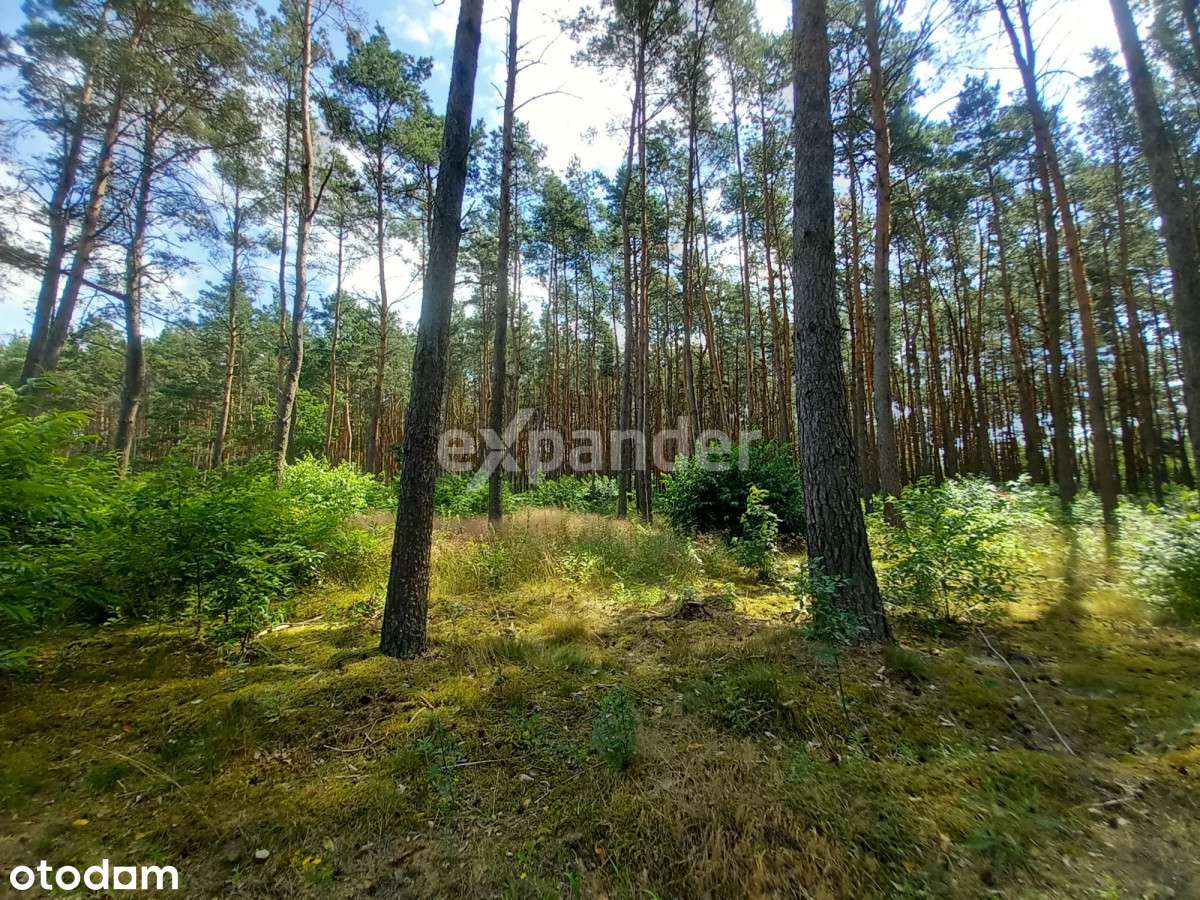 Działka Leśna Pod Rekreację Z Lasem 789 M2 ! - Pełny obrazek: 5/8