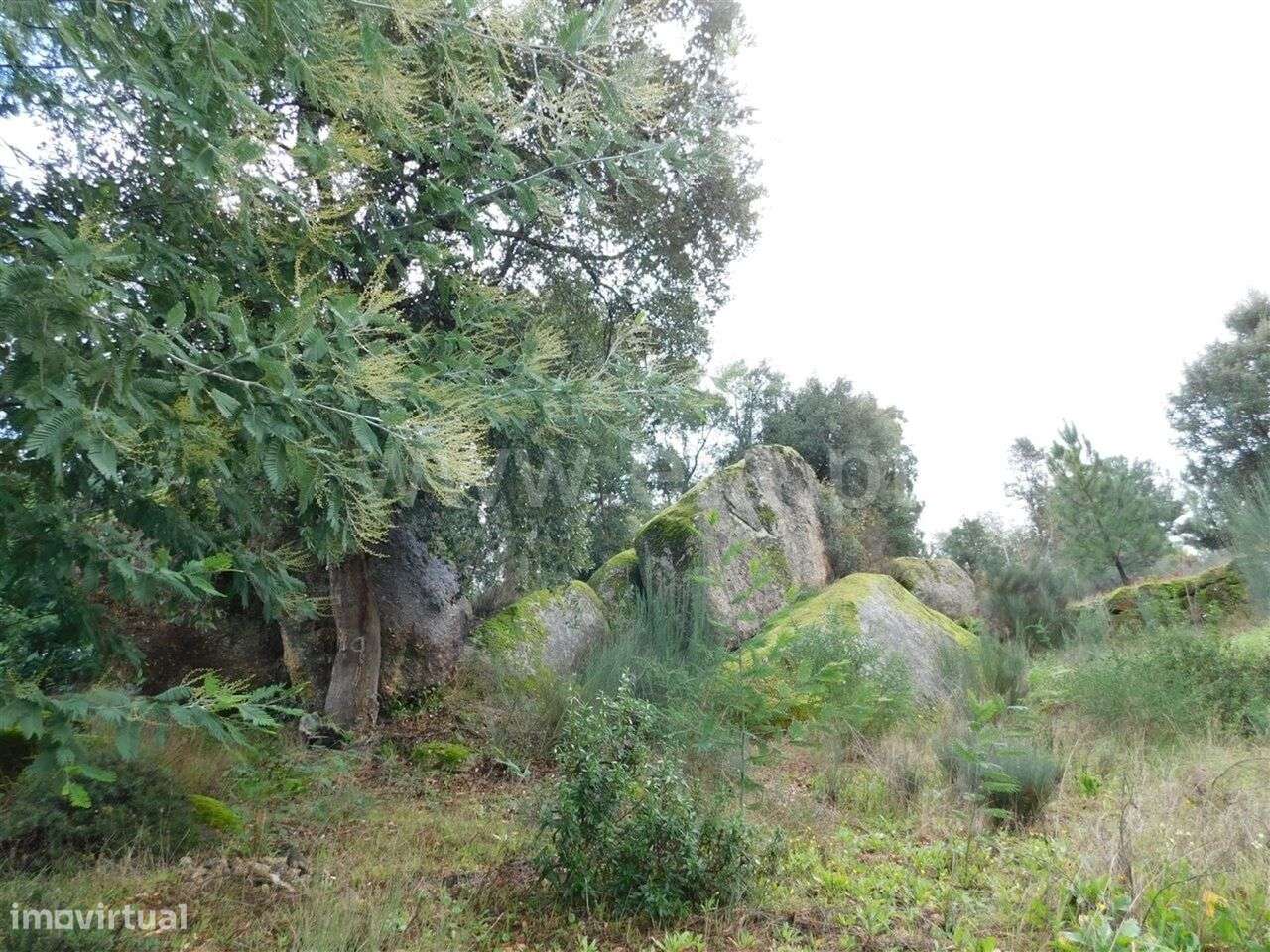 Terreno Rústico / Fundão, Pêro Viseu - Grande imagem: 2/6
