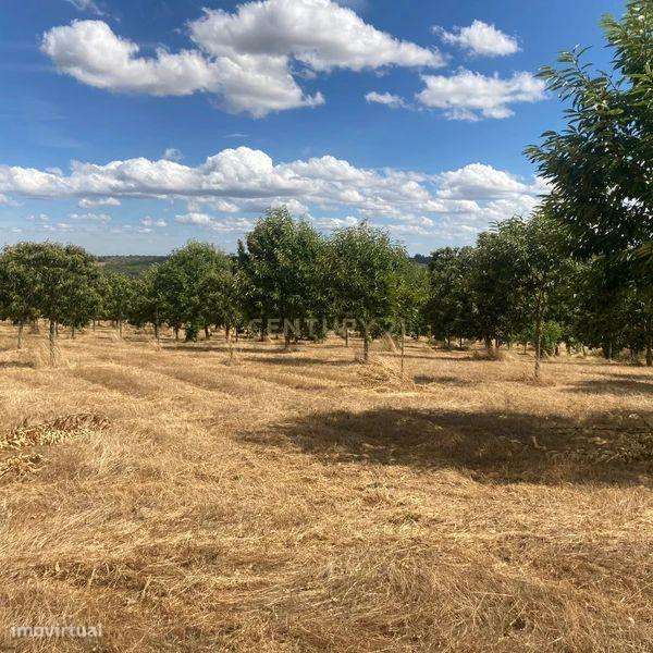 Terreno Agrícola em Pinela, Bragança - Grande imagem: 5/10