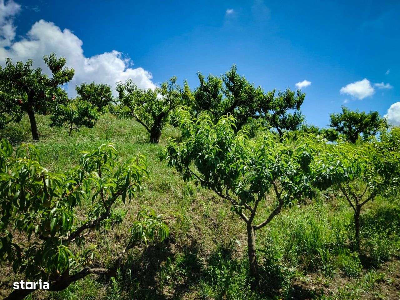 Teren de vânzare, Saldabagiu de Munte, la 500 m de str. Gheorghe Doja - Imagine principală: 2/8