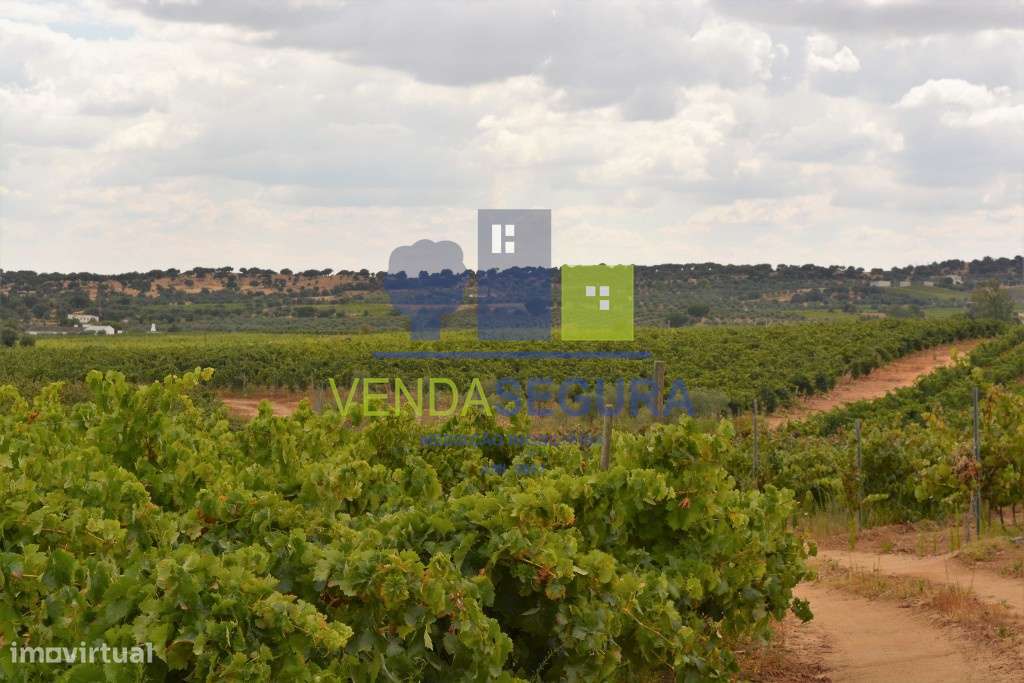 Propriedade vinícola, em Vila de Frades, Vidigueira - Grande imagem: 5/9