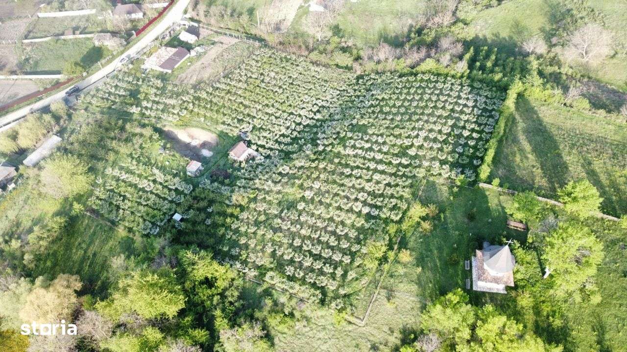 Hala - Spatiu Comercial - Livada , Sat Ciuturesti - Com. Secuieni-13