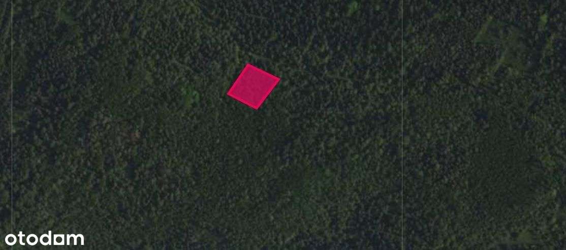 Duża działka leśna sprzedaż Cisiec - Pełny obrazek: 4/7