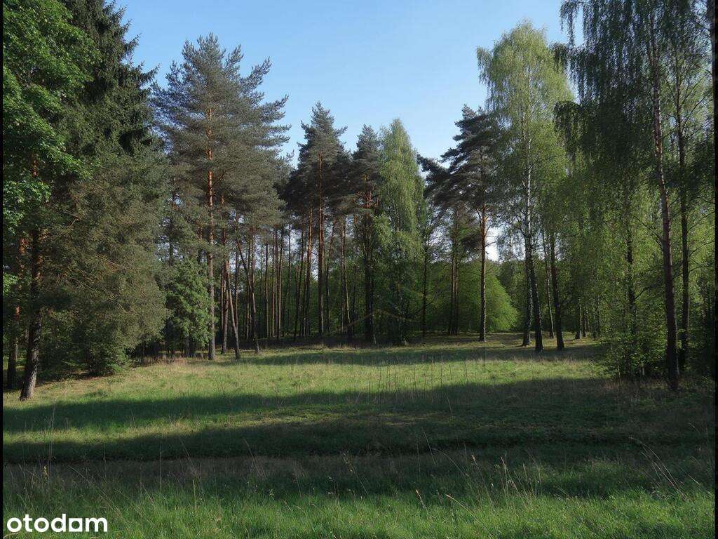 Mariampol Zgierz Działka leśna budowlana - Pełny obrazek: 4/20