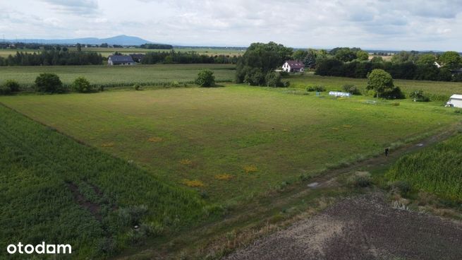 3 działki budowalne obok siebie | 0,5 ha | Mpzp |