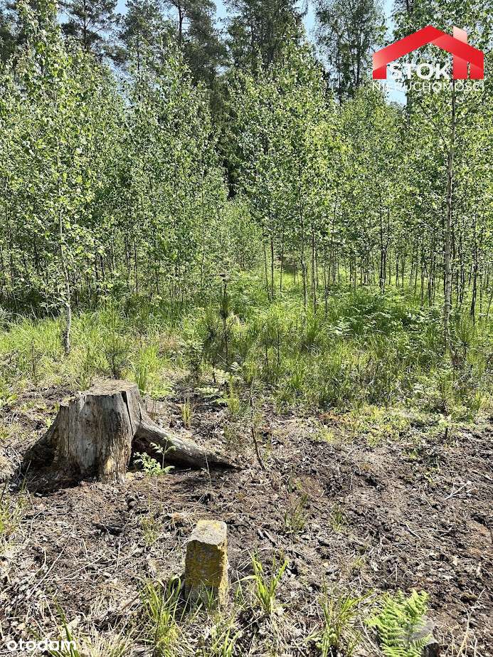 Piękne zadbane działki leśne - Pełny obrazek: 3/12