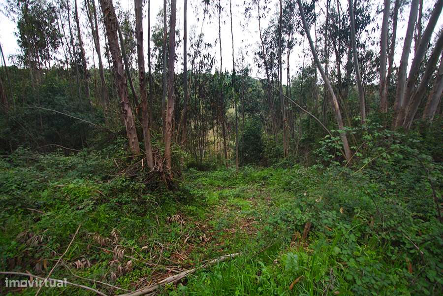 Grande propriedade, com floresta e 2 ruínas, Fraldeu, Óbidos-40